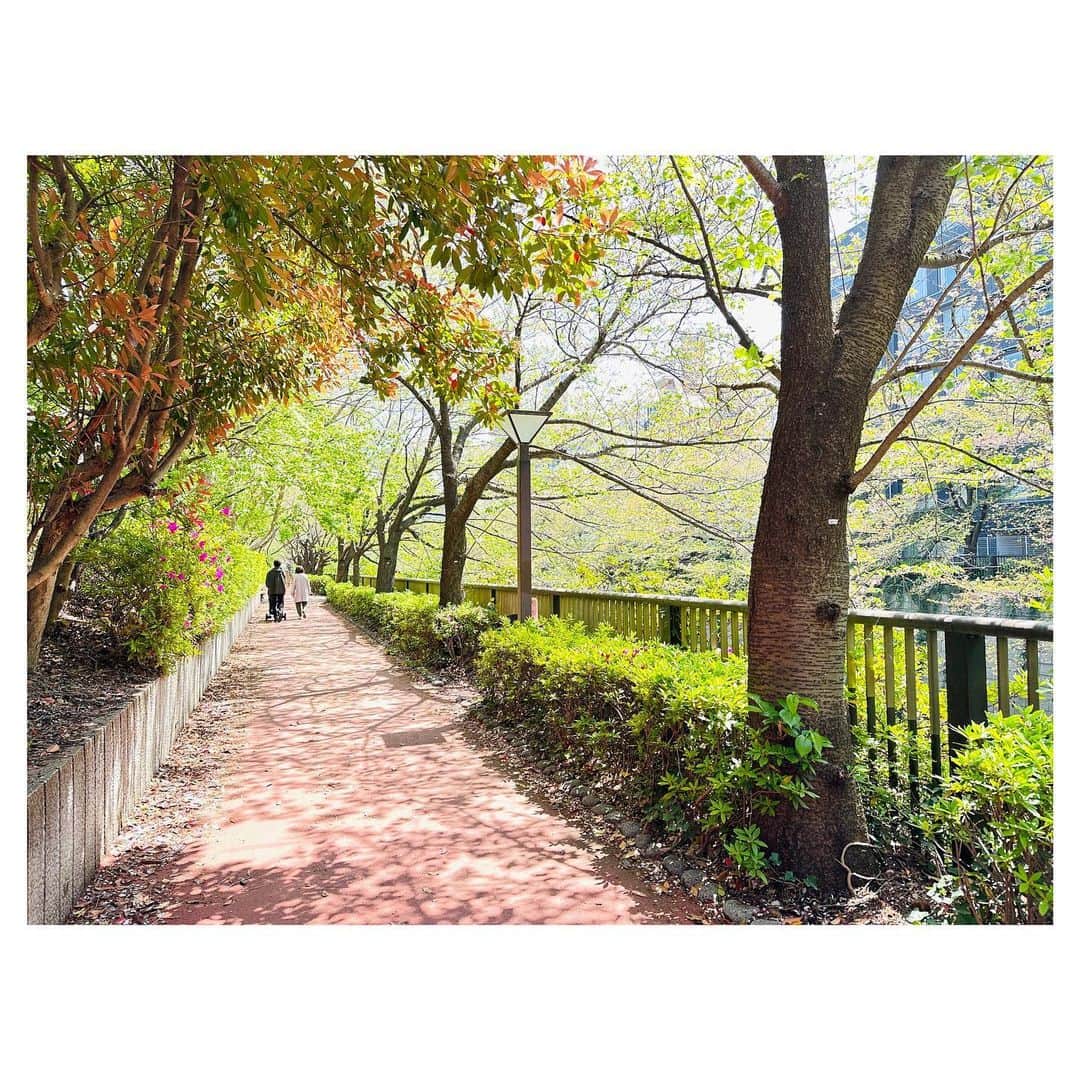 藤井美加子さんのインスタグラム写真 - (藤井美加子Instagram)「✴︎ 桜のあとの新緑が美しい頃🍃  若葉のように 今までの継続することも 新しく始まることも 新鮮な気持ちで 取り組んでまいります✨  #新緑の季節  #若葉 #新たな気持ちで #三木美加子」4月14日 12時18分 - mikako_miki
