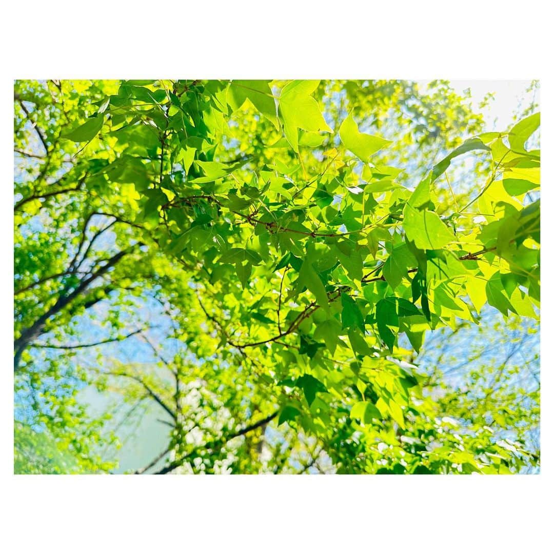 藤井美加子のインスタグラム：「✴︎ 桜のあとの新緑が美しい頃🍃  若葉のように 今までの継続することも 新しく始まることも 新鮮な気持ちで 取り組んでまいります✨  #新緑の季節  #若葉 #新たな気持ちで #三木美加子」