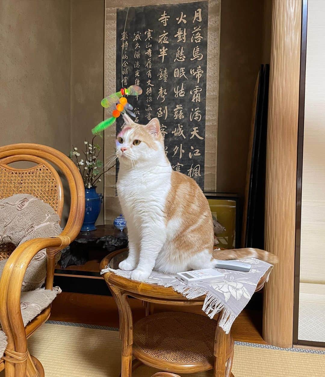 にゃんすくんのインスタグラム：「そういえばこのテーブル、もしかして 裏がすけすけなんじゃないか！？ と、気づいた日。  #スン顔  #cat #猫 #動物 #happy #funny #american #アメショ #ピクネコ #ペコねこ部 #catlover #instacat #ニャンスタ #にゃんすたぐらむ #pet #animal #面白い #癒し #猫」