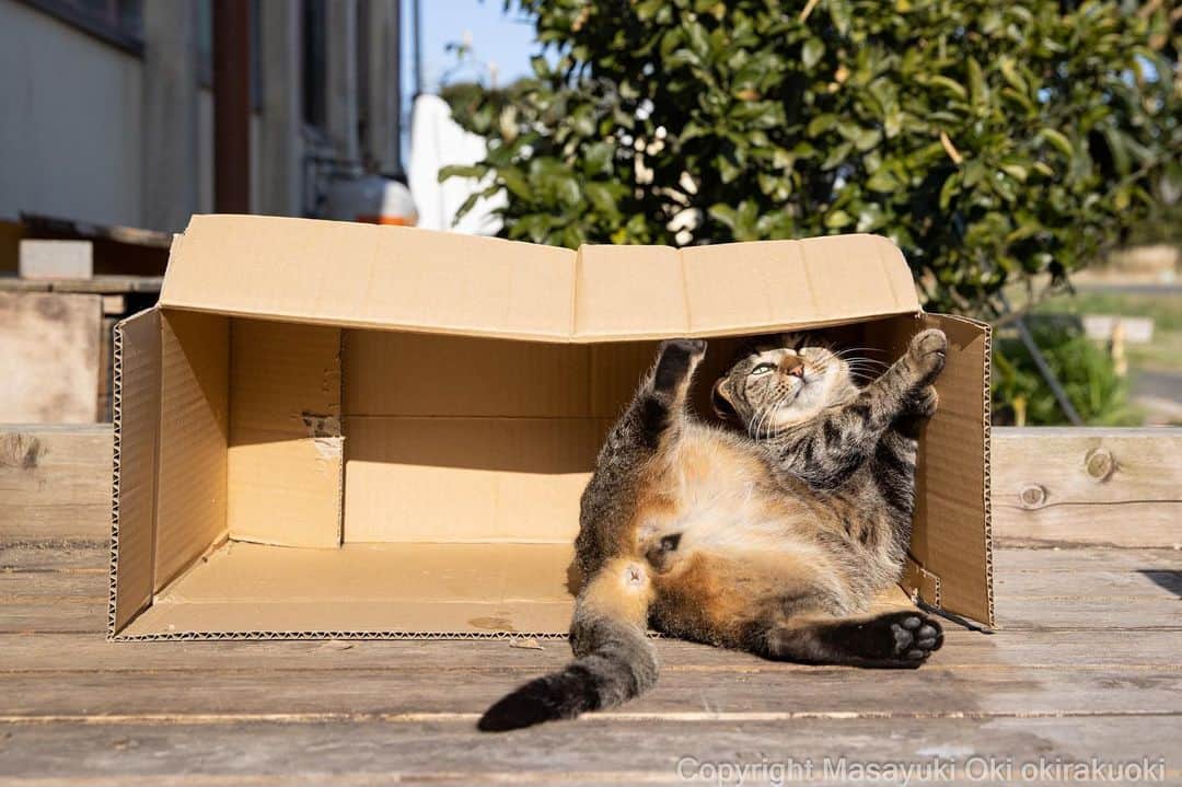 のインスタグラム：「上機嫌。  #cat #ねこ #猫 #東京カメラ部 #nekoclub  #mmgtw #my_eos_photo  #yourshotphotographer」