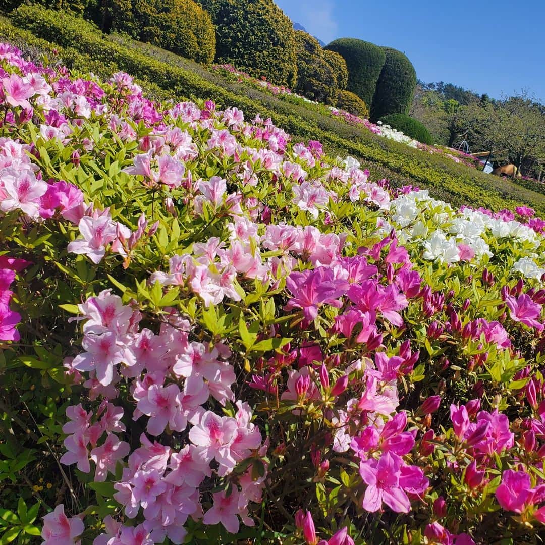 kagoshima_lixil_fudosanのインスタグラム：「鹿児島は、今ツツジがとても綺麗に咲いています😀  鮮やかでとても綺麗です！！  ＃鹿児島＃吉野公園＃ツツジ＃鹿児島不動産＃リクシル不動産ショップ」