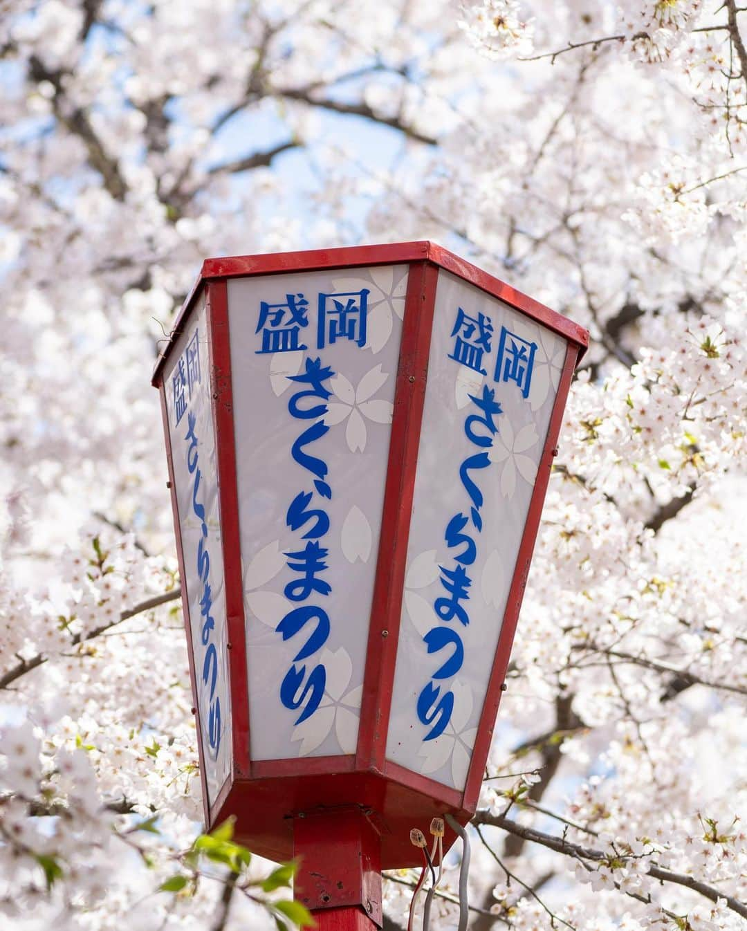 山人さんのインスタグラム写真 - (山人Instagram)「こちらは盛岡城跡公園4月10日… 最高の天気、満開で綺麗でした〜  #前向きに #岩手県 #山人 #yamado #桜 #北上展勝地 #さくら100選 #四季 #春 #spring #かたくり #かたくり群生地 #宝 #自然 #石割桜 #盛岡市 #お花見 #東北の桜 #盛岡城跡公園  #宣伝 ↓通販サイトはこちら↓ https://shop.yamado.co.jp/  #鍋#お取り寄せ#お取り寄せグルメ#おうちで鍋#stayhome#おうち時間#おうちごはん」4月14日 13時34分 - yamado.official