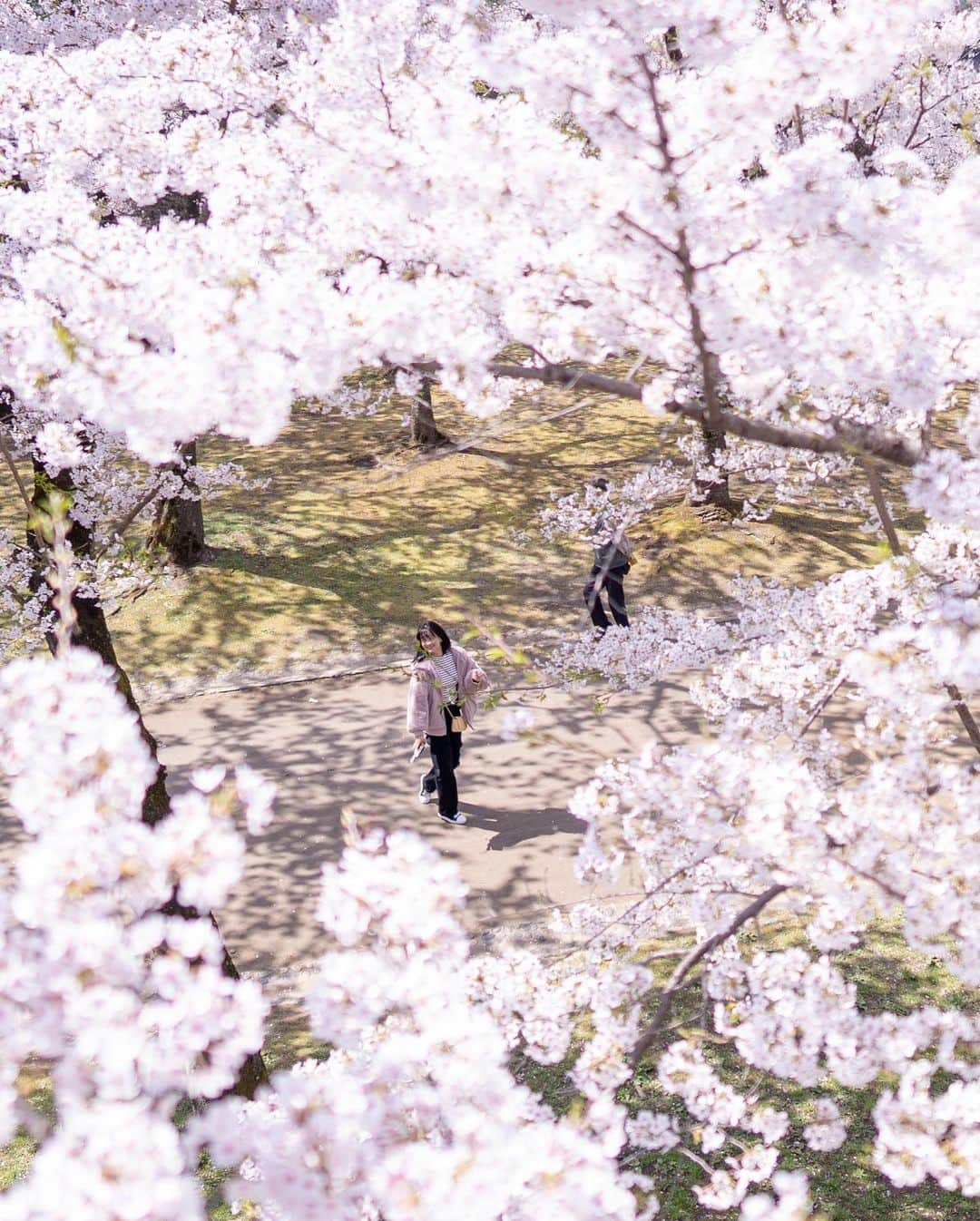 山人さんのインスタグラム写真 - (山人Instagram)「こちらは盛岡城跡公園4月10日… 最高の天気、満開で綺麗でした〜  #前向きに #岩手県 #山人 #yamado #桜 #北上展勝地 #さくら100選 #四季 #春 #spring #かたくり #かたくり群生地 #宝 #自然 #石割桜 #盛岡市 #お花見 #東北の桜 #盛岡城跡公園  #宣伝 ↓通販サイトはこちら↓ https://shop.yamado.co.jp/  #鍋#お取り寄せ#お取り寄せグルメ#おうちで鍋#stayhome#おうち時間#おうちごはん」4月14日 13時34分 - yamado.official