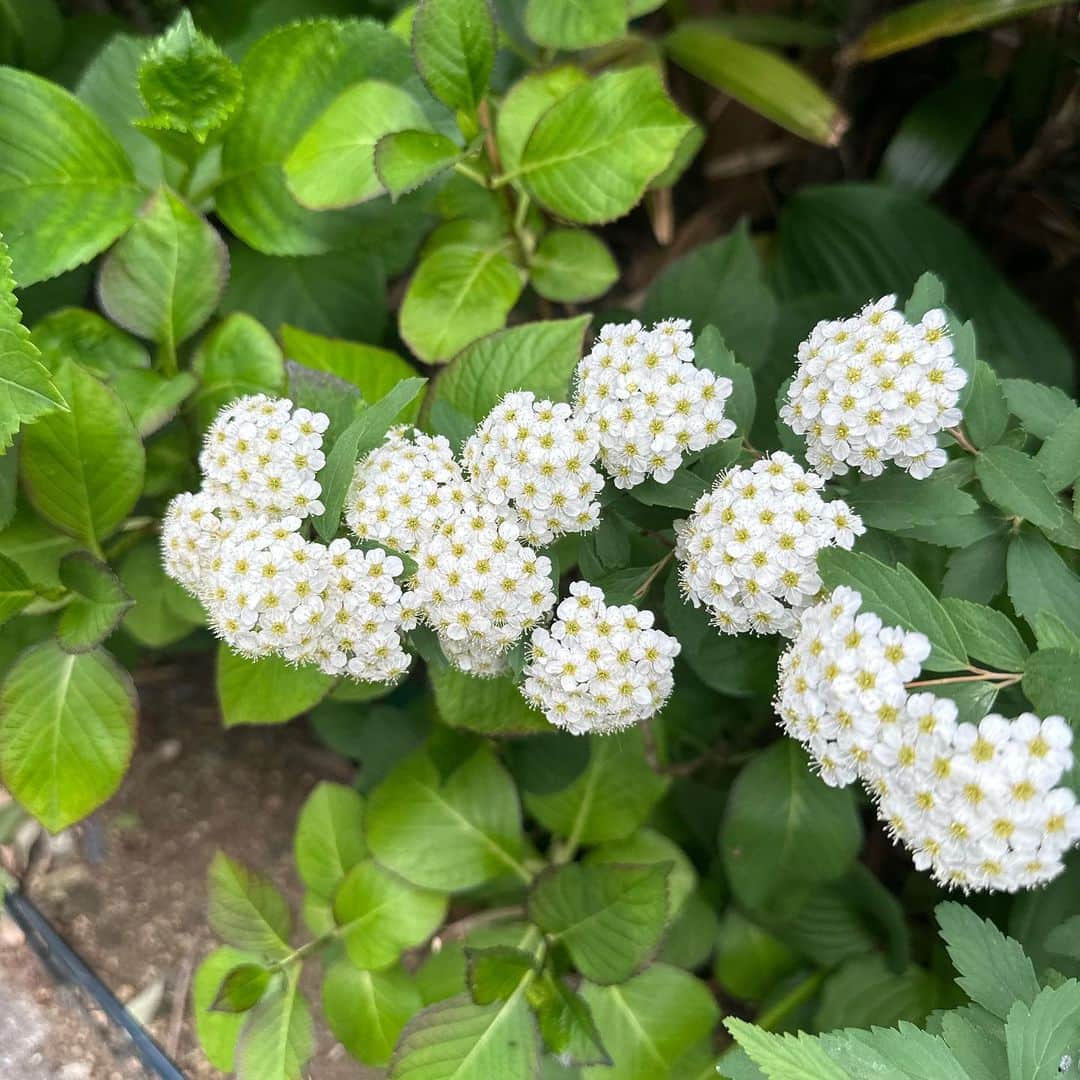 中野英雄のインスタグラム：「今日はコイツ walking中に他人の家の 花を撮影してる…ヤバいな俺  #instagood #enjoy #walking #happy #tokyo」