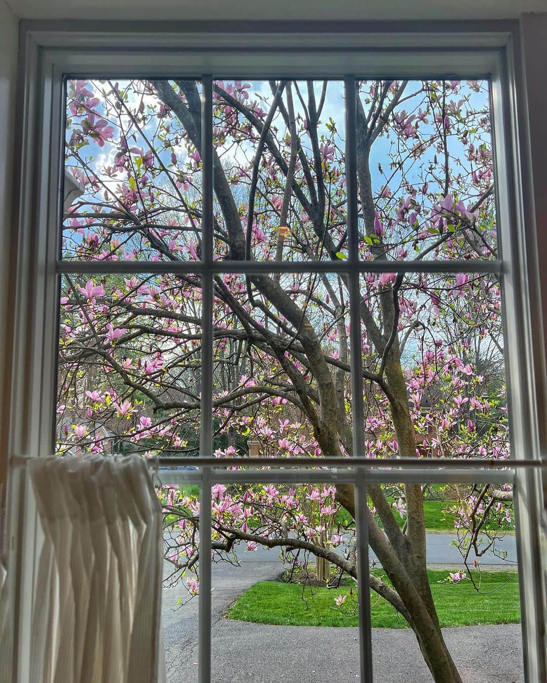 キム・グリームさんのインスタグラム写真 - (キム・グリームInstagram)「봄날의 워싱턴 DC 🏛🌸 최고기온이 28도까지 오르니 여름이라고 봐야하나.」4月14日 13時52分 - greemkim