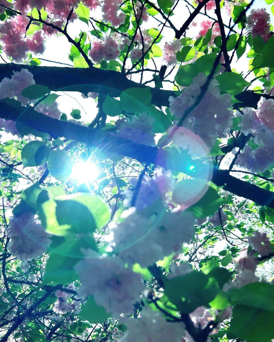 小西真奈美さんのインスタグラム写真 - (小西真奈美Instagram)「遅咲きの八重桜に出会えました😌🌸  #ヤエベニトラノオ #桜 #光 #緑 #朝活 #自然」4月14日 13時56分 - manami.official