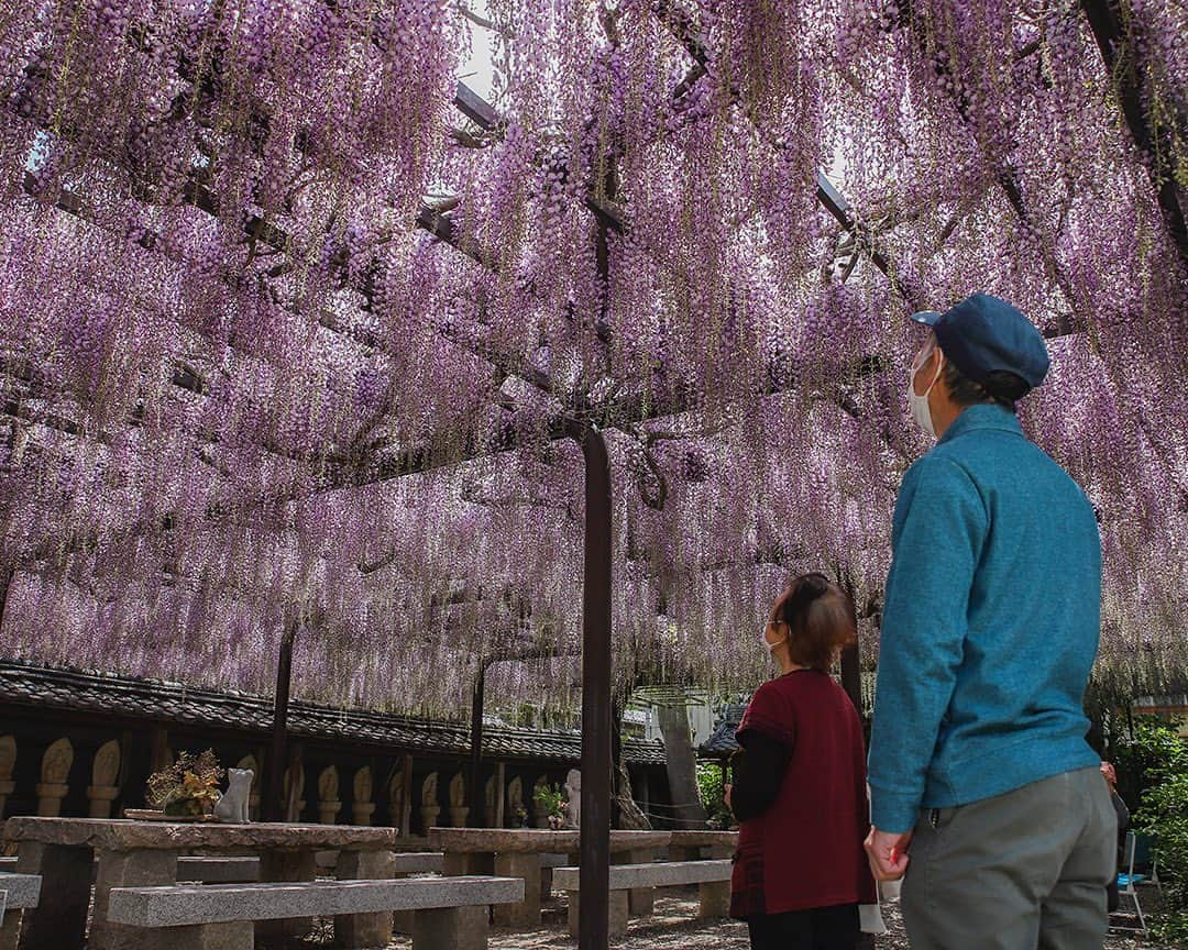 愛知県田原市さんのインスタグラム写真 - (愛知県田原市Instagram)「Invited by a sweet scent. * 甘い香りに誘われて * #春風 にのって香る やさしい落ち着く匂い✨  時間をついつい忘れて、 ほっとひと息つけるよ☺️  この週末が見頃かな？  #藤#フジ#藤の花#藤棚#wisteria  #たはら暮らし  #渥美半島#田原市#伊良湖岬#伊良湖#赤羽根#菜の花浪漫街道  #tahara#irago#akabane#サーフィン#surfing#田舎暮らし#日々の暮らし #休日の過ごし方#スローライフ #instagramjaran#igersjp」4月14日 14時23分 - tahara_kurashi