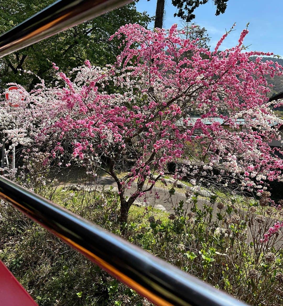 村井美樹さんのインスタグラム写真 - (村井美樹Instagram)「先週　#わたらせ渓谷鐵道 の旅をしてきました。春らんまんでお花たちがとっても綺麗でした☺️🌸  #旅こけし は @naomi8530 #梅木直美工人 のネコこけし😽」4月14日 14時54分 - miki_murai_