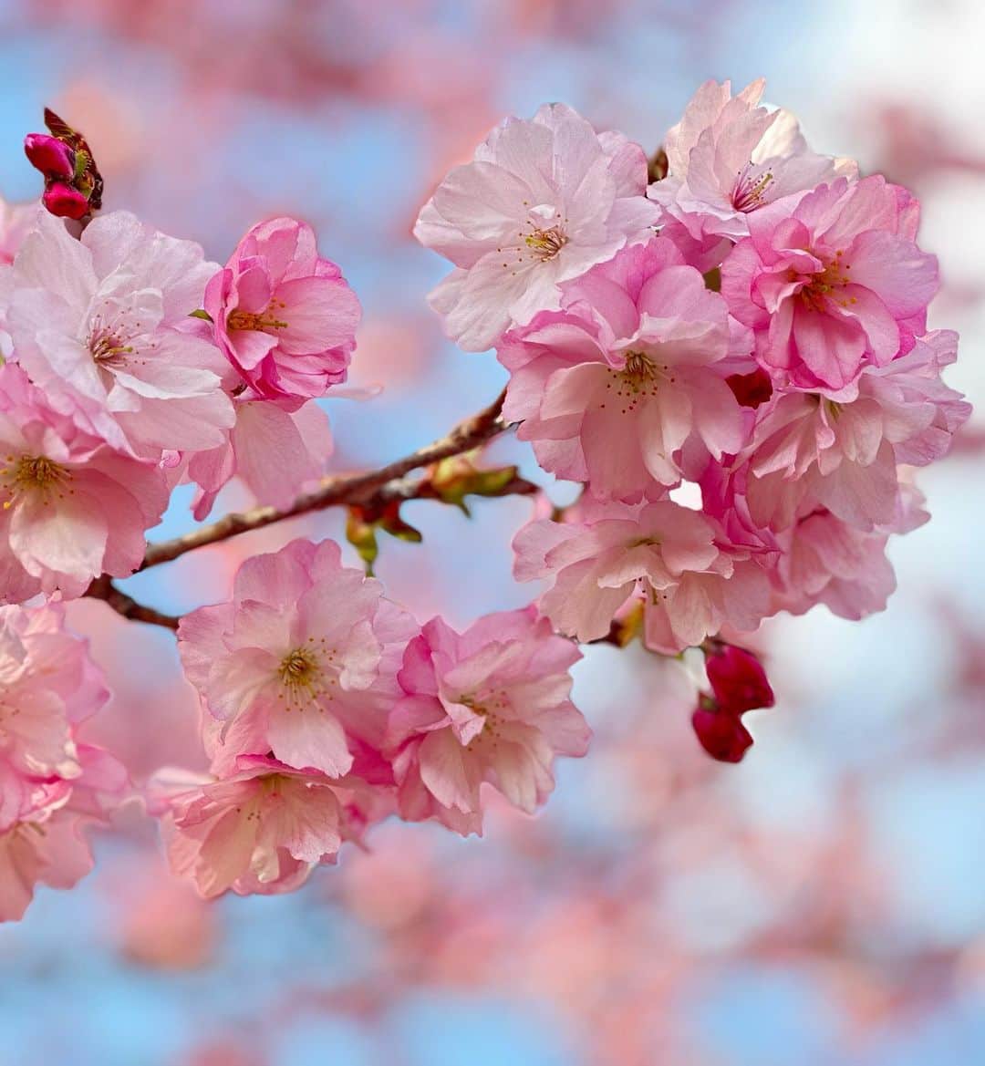 村井美樹さんのインスタグラム写真 - (村井美樹Instagram)「先週　#わたらせ渓谷鐵道 の旅をしてきました。春らんまんでお花たちがとっても綺麗でした☺️🌸  #旅こけし は @naomi8530 #梅木直美工人 のネコこけし😽」4月14日 14時54分 - miki_murai_