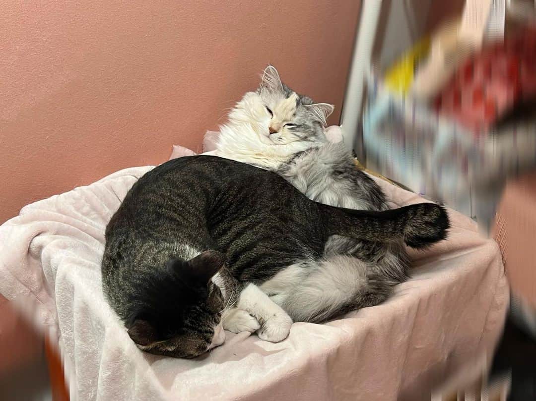 桜咲千依のインスタグラム：「ときどきなかよし🐈🐈…zzZ   #猫  #サバ白  #あさり  #マンチカン  #ほたて」
