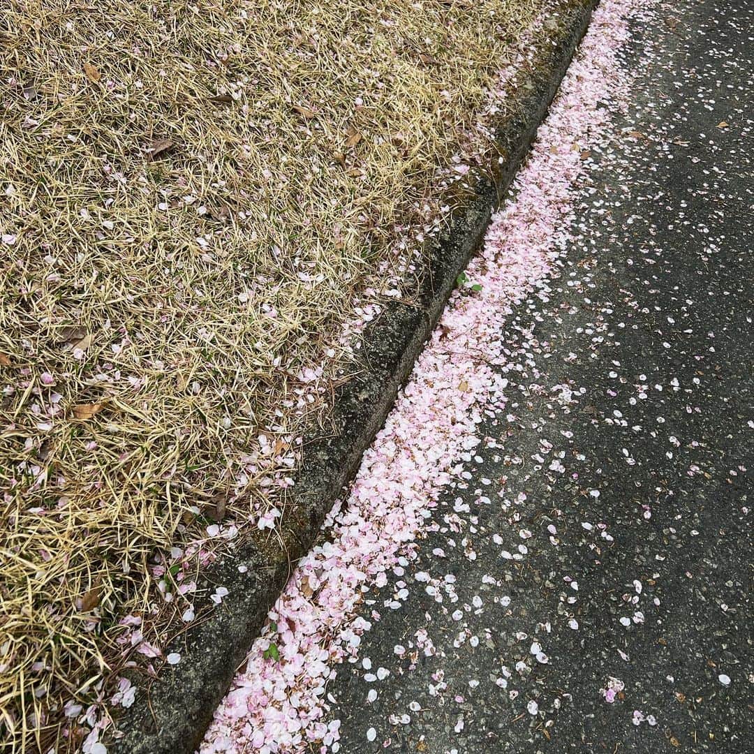 チャ・イェリョンさんのインスタグラム写真 - (チャ・イェリョンInstagram)「벚꽃 엔딩 🌸🌸🌸 지난주 다녀온 꽃구경  안녕!내년에 또 보자  꽃은 늘 사람을 기분좋게 만들어 주는 그런… 그저 마냥 보고만 있어도 좋은 꽃…🌸예쁨💕 #cherryblossoms」4月14日 15時29分 - chayeryun