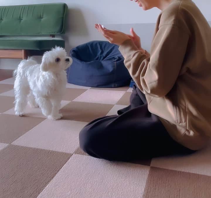のインスタグラム：「ぴーさんのお勉強会🐾  ふせ。鼻クイ。おまわり。を習得したぴのさんですが お手手触られるのが少し苦手なタイプで 『お手』がまだだったので一緒にお勉強して 無事合格しました💮  お菓子で15分集中させて、初めは分からなくて イライラするぴーですが運良くできた時に 大袈裟なくらい褒めるとコツを掴んでくれます😂🌸  最後は今まで覚えた芸を間違えないかテスト🐾 はなまるすぎました🌸🌸🌸笑」