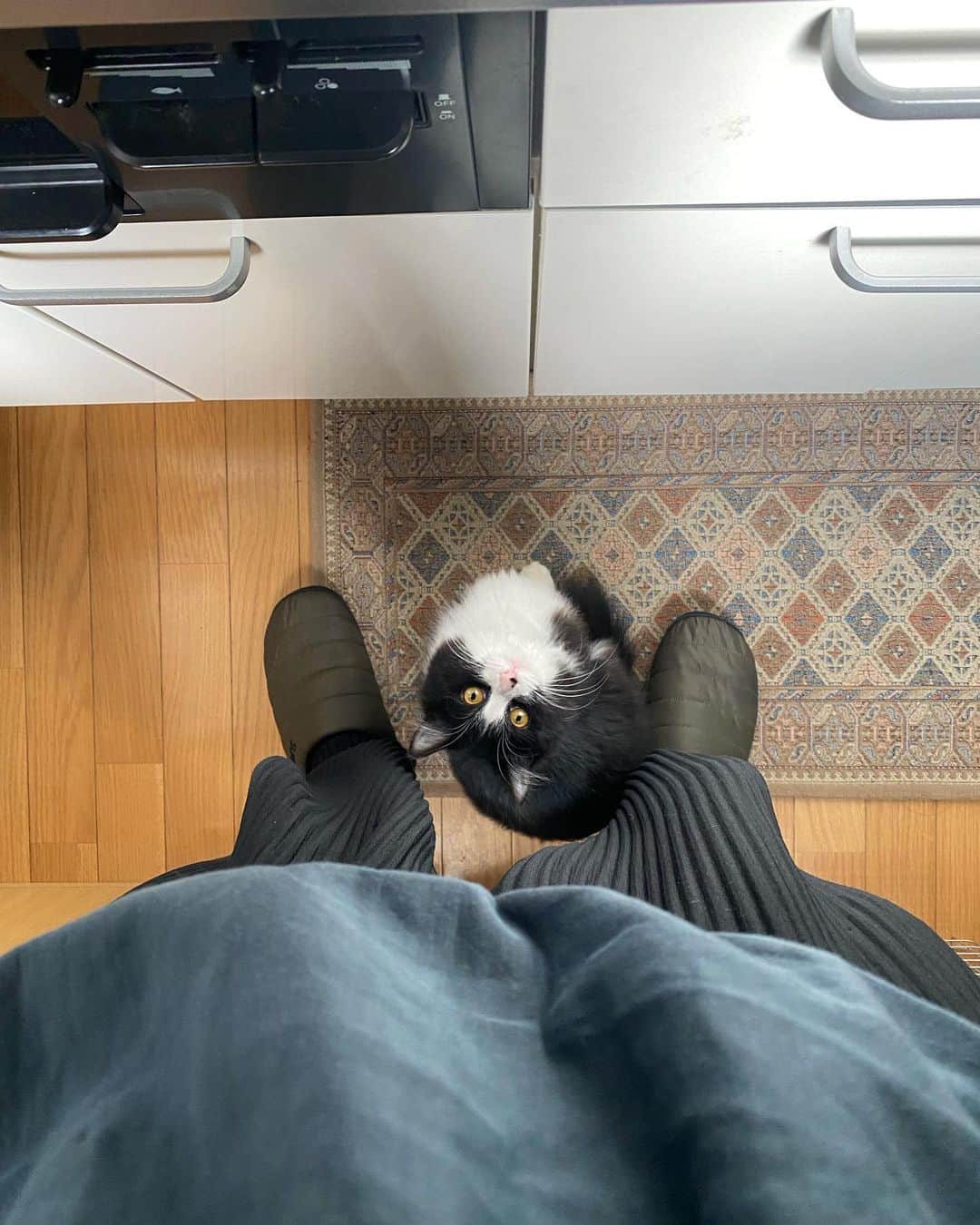 松本岳のインスタグラム：「あー可愛い #むすび #保護猫」