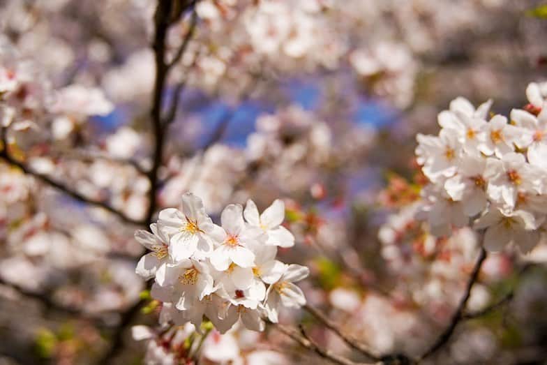 有安杏果さんのインスタグラム写真 - (有安杏果Instagram)「♪ ⁡ ようやく北海道も桜が咲き始めたみたいですね🌸 ⁡ 今年は色んなところに写真も撮りに行きたいです☺️ ⁡ #桜 #春 #写真」4月14日 15時50分 - ariyasu_momoka_official