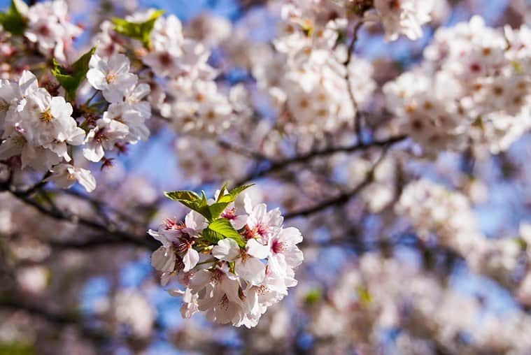 有安杏果さんのインスタグラム写真 - (有安杏果Instagram)「♪ ⁡ ようやく北海道も桜が咲き始めたみたいですね🌸 ⁡ 今年は色んなところに写真も撮りに行きたいです☺️ ⁡ #桜 #春 #写真」4月14日 15時50分 - ariyasu_momoka_official