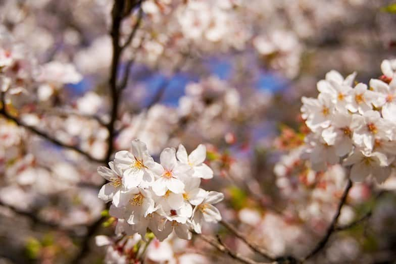 有安杏果のインスタグラム：「♪ ⁡ ようやく北海道も桜が咲き始めたみたいですね🌸 ⁡ 今年は色んなところに写真も撮りに行きたいです☺️ ⁡ #桜 #春 #写真」