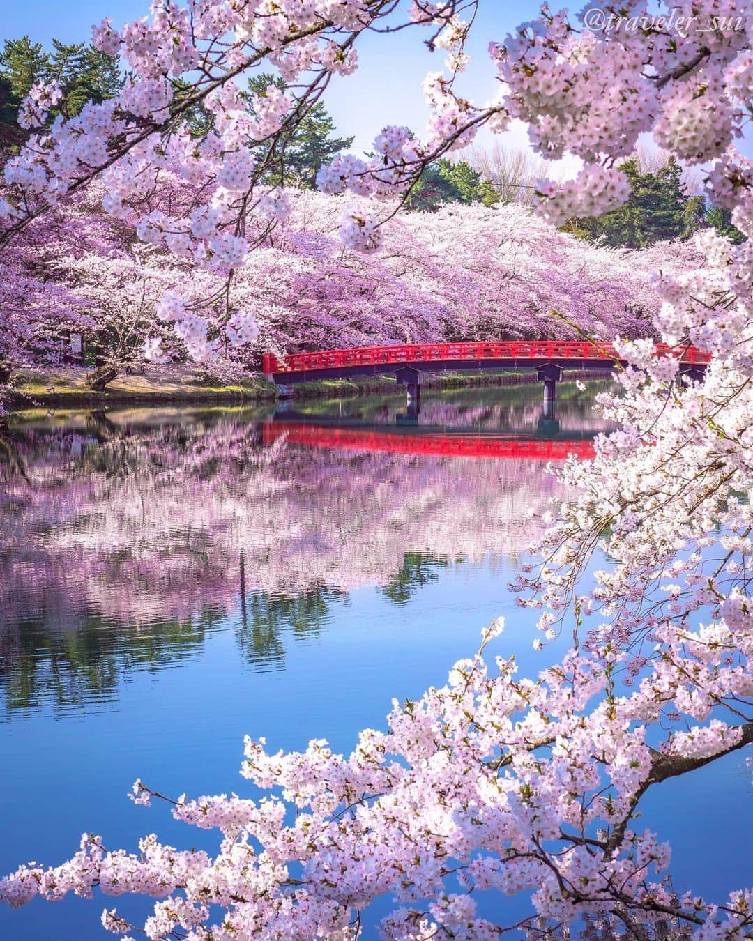 旅行メディア・じゃらん〈公式〉さんのインスタグラム写真 - (旅行メディア・じゃらん〈公式〉Instagram)「#弘前公園 桜の名所として有名な青森県の「弘前公園」が見頃を迎えています。 真っ赤な桟橋や花筏など見どころも。 . . ━━━━━━━━━━━━━━━ 📍 青森県「弘前公園」 📷 @traveler_sui 📅　2022.4.21 ━━━━━━━━━━━━━━━ . . 素敵なお写真をありがとうございました┈✈︎ . . ☑ お出かけの際には、新型コロナウイルス感染症拡大の防止にご協力をお願いいたします。 ☑ あらかじめ最新情報をご確認の上、お出かけください。 ☑ #jalan_travel をつけて、ぜひ今までの旅行先の思い出写真を投稿してください。このアカウントでご紹介させていただきます。(じゃらんニュースでも紹介される可能性があります） . . . . . . #いつか行きたい #じゃらん #観光 #観光地 #観光スポット #旅行 #旅行好きな人と繋がりたい #旅行好き #japantravelphoto #japantrip #japantravel #国内旅行 #絶景 #絶景スポット #誰かに見せたい景色 #誰かに見せたい風景 #青森 #青森観光 #青森旅行 #桜 #sakura #aomori」4月14日 17時00分 - jalan_net