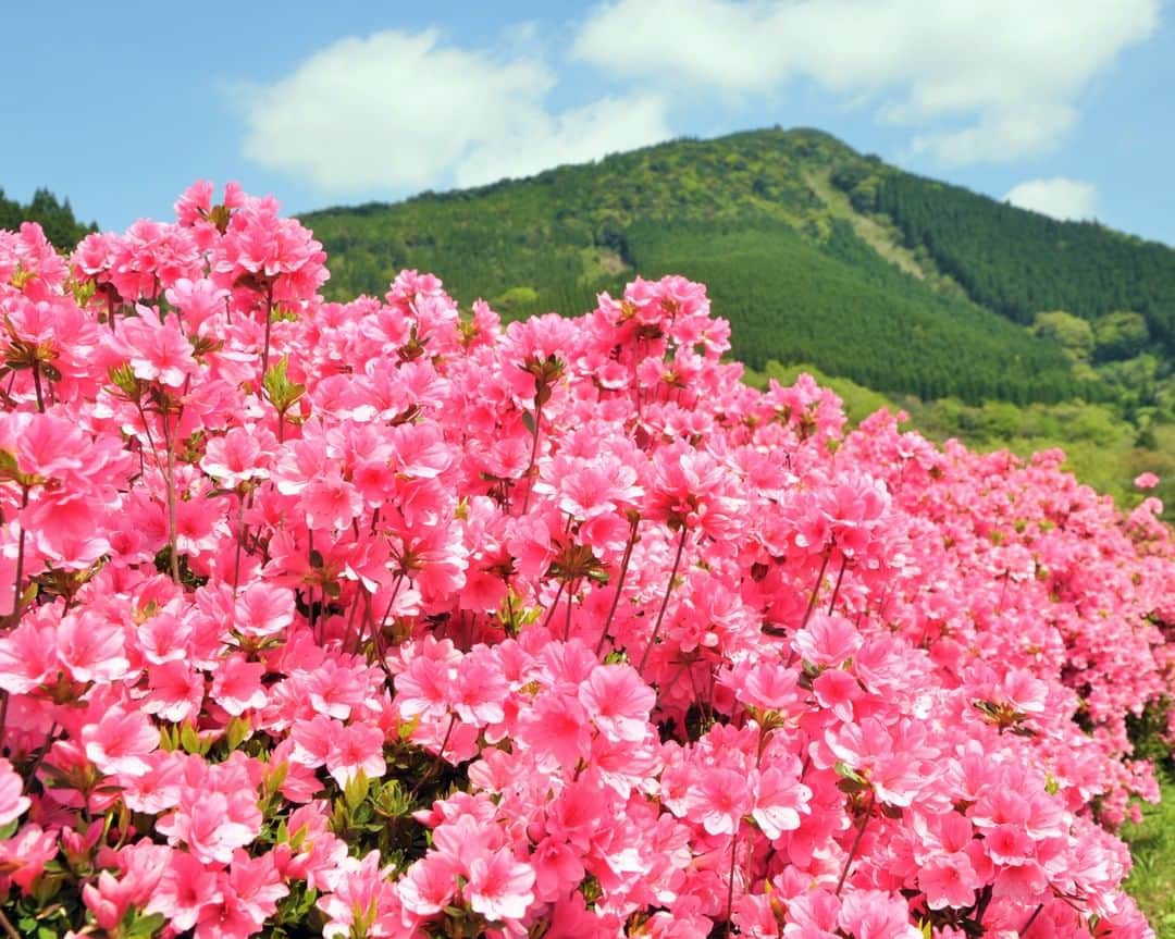 九州電力さんのインスタグラム写真 - (九州電力Instagram)「絶景！6万本の真っ赤なツツジ🌈 . 宮崎県北諸県郡三股町にある「椎八重（しいばえ）公園」は、4.6haの園内に6万本のクルメツツジと50本の八重桜が植栽されている公園です🌸 丘の上の展望台からは、真っ赤なツツジの壮大なパノラマを楽しめます✨ . 4月下旬まで「椎八重公園つつじまつり」が開催されており、15日にはセレモニーが開催され、シャクナゲの苗木のプレゼントなども行われます🙌 . ❤この投稿がいいなと思ったら【保存】してね❤ . -------------- 【2023年 椎八重公園つつじまつり】 ・期　間：～4月下旬まで ・セレモニー日時：４月15日（土）11：00～ ・場　所：椎八重公園 ・入場料：無料 -------------- ※開花状況により変更する場合がございます。 ※「椎八重公園つつじまつり」についての各種情報は公式HPをご確認ください。 . ※写真提供：三股町企画商工課 ※写真は過去に撮影されたものです。 . 気兼ねなくお出かけできる日が来るまで、お届けする九州の風景が、皆さまの元気や癒しになれば幸いです🍀 九電グループでは、「あしたプロジェクト～あしたを、しんじて、たすけあおう～」を展開しています。詳しくは、HPをご覧ください✨ . #九州電力 #宮崎 #椎八重公園 #つつじ #ツツジ #椎八重公園のツツジ #クルメツツジ #つつじまつり #椎八重公園つつじまつり #つつじ祭り #はなまっぷ」4月14日 17時00分 - kyuden_official