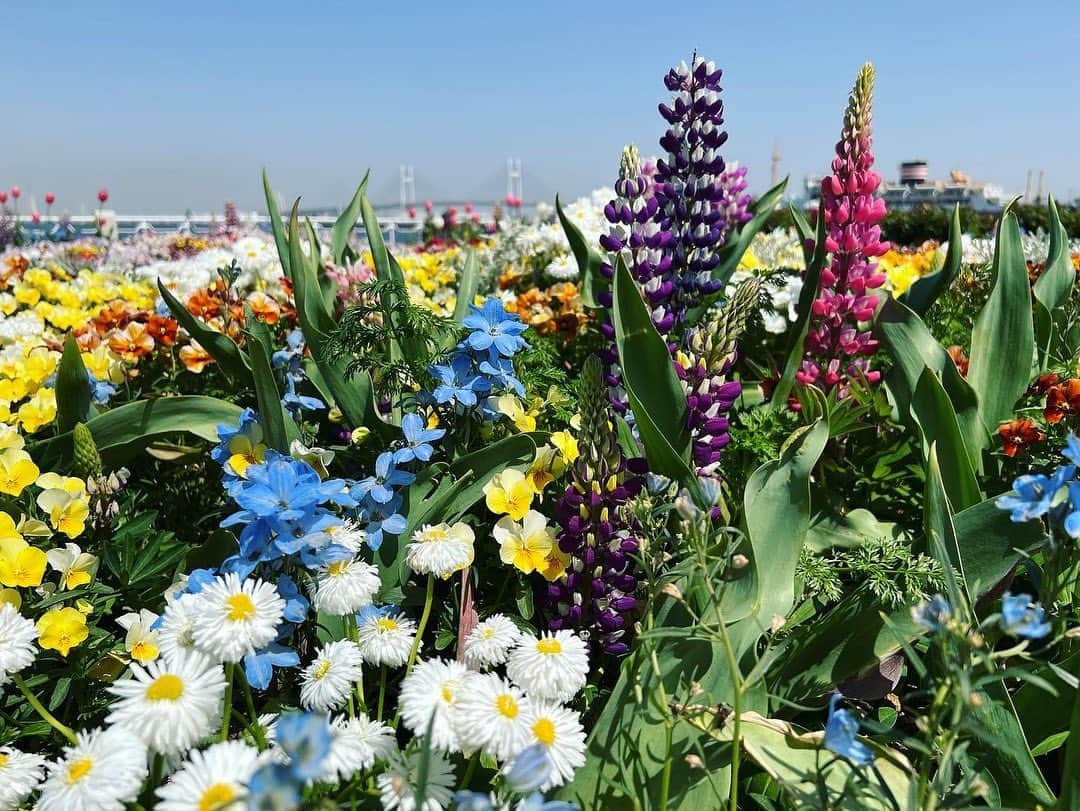 松田好花さんのインスタグラム写真 - (松田好花Instagram)「ㅤ  THE TIME,のロケで横浜の山下公園に🌼 お花も海もカレーもBBQも足湯も満喫できて幸せでした！  #yahostagram   #日向坂46 #松田好花  #山下公園 #thewharfhouse #本日オープン  #食リポで出していただいた #あいがけカレー #お持ち帰りをお願いしたら #素敵に詰めて下さいました #美味しかったです」4月14日 17時11分 - matsudakonoka.yahos