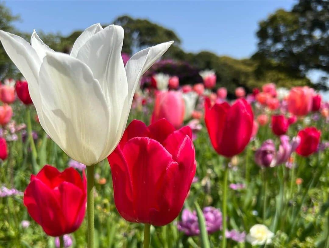 松田好花さんのインスタグラム写真 - (松田好花Instagram)「ㅤ  THE TIME,のロケで横浜の山下公園に🌼 お花も海もカレーもBBQも足湯も満喫できて幸せでした！  #yahostagram   #日向坂46 #松田好花  #山下公園 #thewharfhouse #本日オープン  #食リポで出していただいた #あいがけカレー #お持ち帰りをお願いしたら #素敵に詰めて下さいました #美味しかったです」4月14日 17時11分 - matsudakonoka.yahos