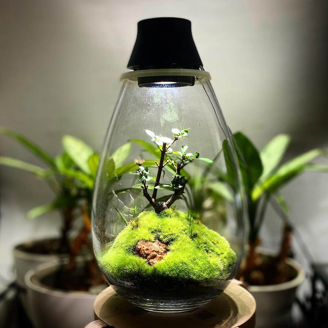 のインスタグラム：「Mosslight   #mosslight #モスライト  #terarium#テラリウム #moss#苔#コケ #ミニ盆栽#bonsaitree #paludariums #パルダリウム #terrariums#terariums #terariumdesign #terrariumsdesigns」