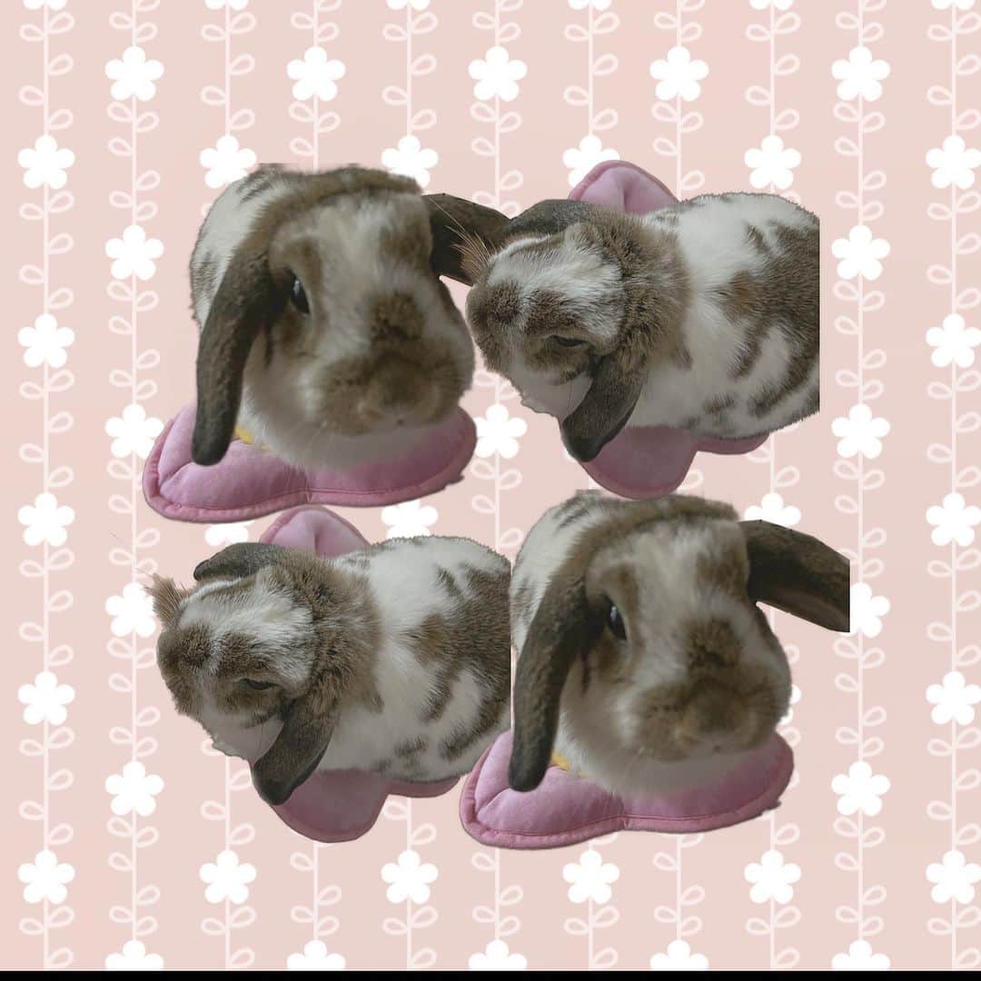 池田楓さんのインスタグラム写真 - (池田楓Instagram)「♡  お花のクッションあげた🌼  #SKE48 #うさぎ #うさぎのいる暮らし #うさぎのいる生活 #うさぎ部屋 #rabbit #おはな #お花 #クッション #うさぎ好きさんと繋がりたい #うさぎと暮らす」4月14日 17時33分 - kaede_ske48