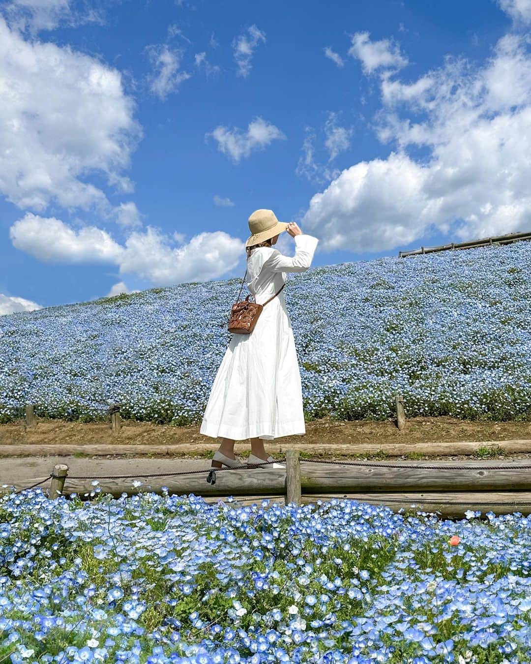 のインスタグラム：「週末、連休どこ行く？🚗 ⁡ 壮大な花畑を楽しむことができる 茨城県にある国営ひたち海浜公園⛲️ まさに海外のような景色🌏 ⁡ 有名なネモフィラ畑だけでなく、 菜の花畑やチューリップ、スイセンなど 色鮮やかな自然を堪能できます🌼🌸 ⁡ 今の時期はJR勝田駅から臨時バス🚌もあるので 車がない！運転できない！という方にもおすすめ💐 ⁡ ⁡ ⁡ 最近はこういった週末のおでかけスポットは #lemon8 のアプリを使って検索してます🔍 ⁡ 誰でも簡単にマガジンのような投稿を作れるのが センス皆無な私的には推しポイントです🎯 ⁡ 新時代のSNSとも言われてるLemon8🍋 気になる方は是非コメントまたは Appをチェックしてみてください📲 ⁡ ⁡ ⁡ ⁡ ⁡ ⁡ #lemon8japan #lemon8travel #最新トレンドが見つかるLemon8 #週末どこいく #週末おでかけ #ネモフィラ #ネモフィラ畑 #ネモフィラの丘 #ひたち海浜公園 #国営ひたち海浜公園 #絶景 #絶景スポット #茨城旅 #travelphotography #visitjapan #nemophila #japantravel #beautifuldestinations #rietabi_ibaraki #pr」