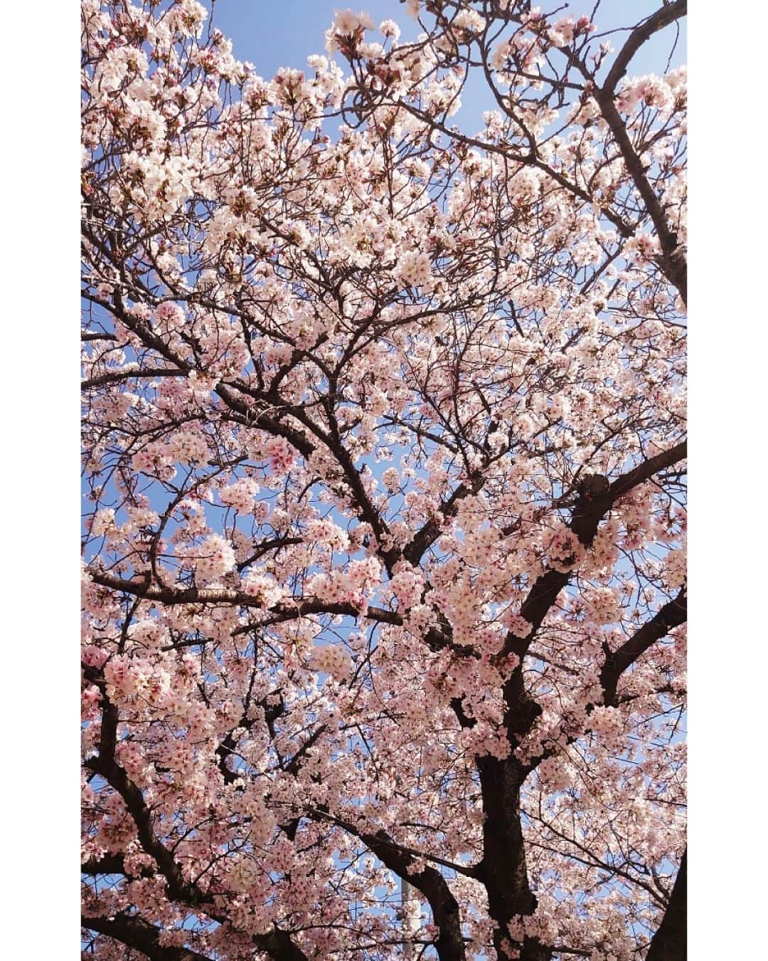 KSBアナウンサーさんのインスタグラム写真 - (KSBアナウンサーInstagram)「🎤 こんにちは。斎藤康之です。  今年は久しぶりに花見をしました。 桜がとてもきれいでした。  といっている間に もう夏が近づいてきますね。  #ハンモックで花見 #さくら #桜 #花見 #もうすぐ夏  #5ch #KSB瀬戸内海放送 #岡山 #香川 #okayama #kagawa #斎藤康之 #アナウンサー #男性アナウンサー #テレビ局」4月14日 17時45分 - ksb_announcer