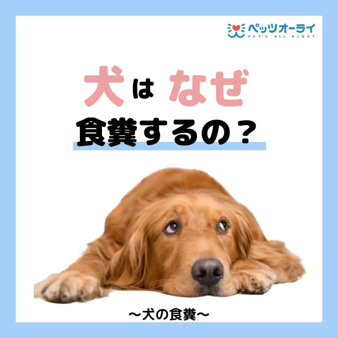 PET'S ALL RIGHT 【公式】のインスタグラム：「@pets_all_right👈他の投稿はこちらから！  ＜**犬はなぜ食糞するの？**＞  初めて食糞を目撃すると驚いてしまうと思いますが、ワンちゃんにとって食糞はおかしな行動ではありません。しっかりと対策をすれば改善される可能性が高いため、根気強く取り組んでいきましょう！  ---  💎自己紹介  ⭐️ペットとの生活における豆知識 ⭐️私、僕たちのわんちゃんねこちゃん ⭐️獣医師、トレーナーによるアドバイス  などをご紹介しています  「この情報役に立つ！」 「私・僕たちのわんちゃんねこちゃんを紹介してほしい！」  と思ったそこのあなた！！  いいね・コメント・保存・フォローお待ちしております🔥  他にもいろいろ役立つ情報やかわいいわんちゃんねこちゃんを ご紹介しているので、プロフィールからチェックしてみてね！！  @pets_all_right  姉妹アカウントWan!Passでは ワンちゃんとのお出かけ・旅行情報を発信中🚗³₃ @wanpass2022  ---  #ペッツオーライ #pet #pets #dog #犬 #いぬ #いぬすたぐらむ #ふわもこ部 #愛犬 #わんこ #犬のいる暮らし #犬のいる生活 #いぬのきもち #犬好きな人と繋がりたい #inustagram #ペット #いぬバカ部 #いぬら部 #わんこなしでは生きていけません会 #わんこ部 #わんこ大好き #犬部 #犬好き部 #いぬだいすき #いぬがいる暮らし #わんちゃん好きな人と繋がりたい #わんちゃんのいる暮らし #わんちゃん好きと繋がりたい #犬スタグラム #いぬぐみ」