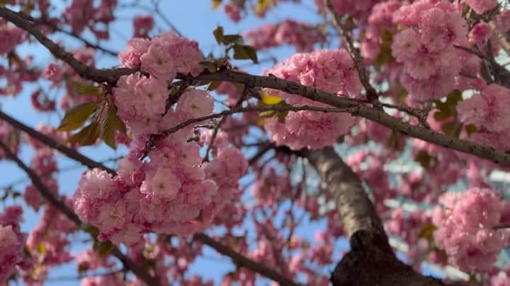 のインスタグラム：「꽃이 진다고 그대를 잊은 적 없다 🌸」