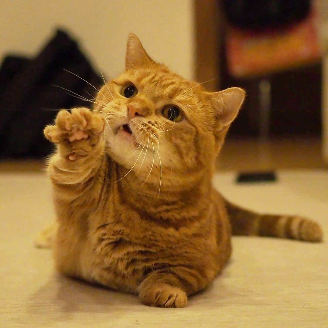 茶太郎 & きなこさんのインスタグラム写真 - (茶太郎 & きなこInstagram)「じゃんけん勝負にゃ😽🐾 Rock-paper-scissors game with Chataro😽🐾 #茶太郎師匠渾身のパーにゃ #ちゃんと忖度してにゃ #マンチカン#猫#munchkin #cat#catstagram#ねこ#茶トラ#短足#9gag#cats_of_instagram#catlover#catsofinstagram#bestcats_oftheworld#cutecatsofinstagram#instacat#instacatsgram#catinstagram#cat_features#meow#cutecats#instacats#instacat_meows#instagramcats#cutecat」4月14日 18時06分 - amaccho5160