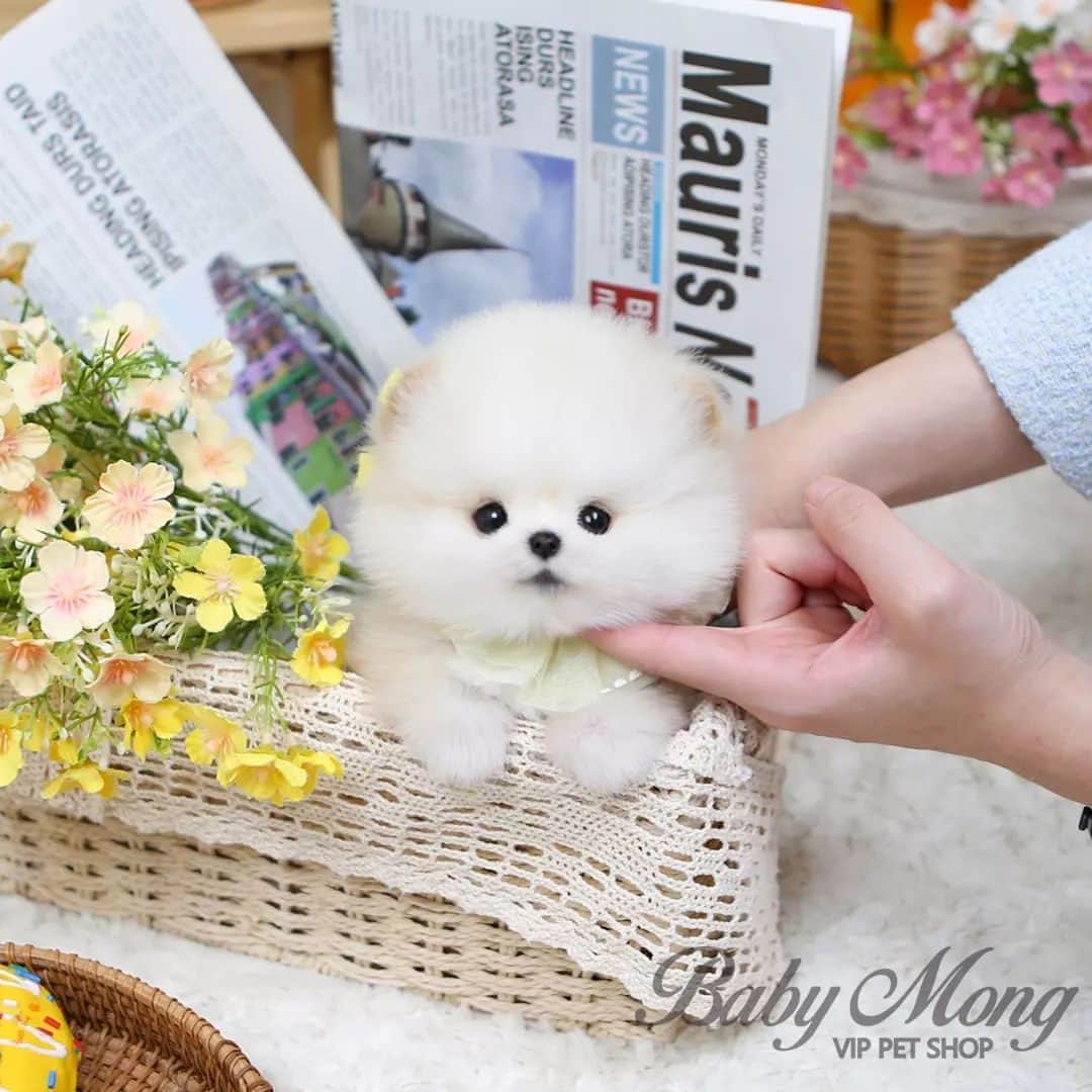 さんのインスタグラム写真 - (Instagram)「(베이비몽영등포) 모량 빵빵한 베몽 공주님! 포메라니안 아이보리라고 합니다~ 미니미 아이보리가 궁금하신 분들은 베몽 영등포점으로 연락주세요! . . (BabymongYeongdeungpo) A luxury fluffy babaymong princess! Pomeranian Aibori~ If you're curious about minimi Aibori, Please send DM to our BabyMong instagram!! . . 저희는 다양한 강아지를 소유하고있으며, 강아지의 외모와 건강에 최선을 다하고 있습니다. We OWN Each and Every Puppy In Hand We Only Offer the Best in Appearance and Health  . . 베이비몽은 11년동안 운영한 믿을 만한 펫샵으로 많은 한류스타, k팝스타, 셀럽들이 선택한 곳입니다 미니 사이즈,명품견 전문으로  해외,국내에서 이미 유명하며  단 한건의 사고 없이 지금까지 운영해 왔습니다  당신이 원하는 강아지가 있다면 언제든지 연락주세요!!  BabyMong is a  reliable pet shop that has been operating in Korea for 11 years. Many K-pop stars, Korean wave stars, and celebrities chose BabyMong. We are specialize in selling mini-cup-sized puppies. We sent many puppies abroad for a long time. And the puppies have been transported safely without a single accident.  Feel free to contact me if you are interested. . . 🇰🇷서울 영등포 본점: 010 8325 0086 영업등록번호: 110111-7609071 주소: 서울시 영등포구 영중로23 대표번호: 1688-4386 📞  text Instagram☎+82-10-2214-0186 Whatsapp +82-10-2214-0186 Wechat babymongoverseas Email : babymongkorea@gmail.com Dm : 📩 Please direct message call me BABYMONG Main Kakao talk ID : babymongkorea . . #포메라니안#포메#크림포메라니안 #미니포메#크림포메#포메분양#포메라니안분양 #강아지#댕댕이#멍스타그램 #베이비몽#영등포#강아지분양 #새끼강아지분양#애견분양 #pome#pomeranian#pomeranianworld  #dog#puppy#pupppylove#teacuppuppy #teacuppomeranian#cutedog#puppyforsale」4月14日 18時10分 - babymong