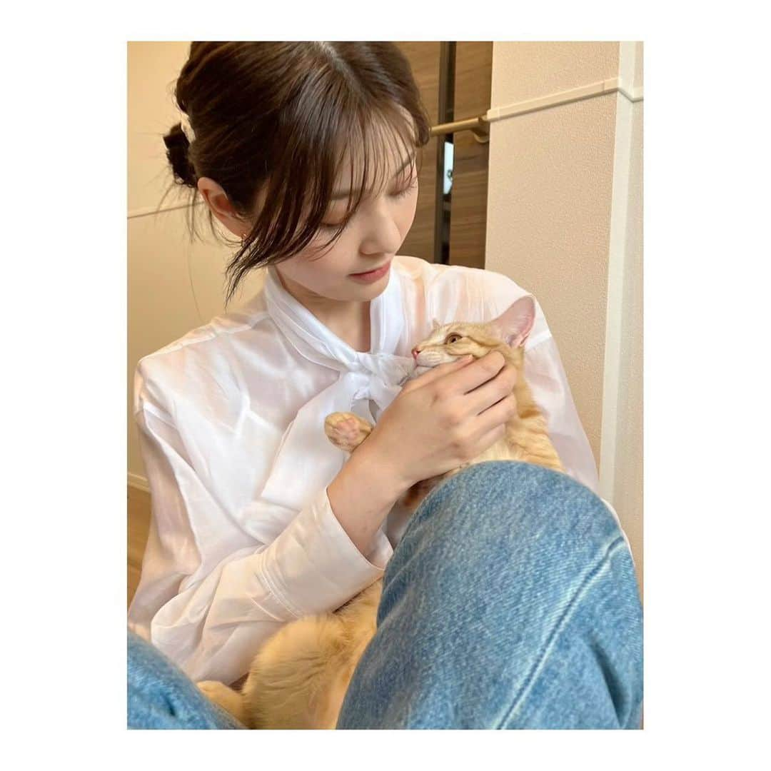 佐藤梨那さんのインスタグラム写真 - (佐藤梨那Instagram)「💛  最近、ねこ活してます。  こちらの美猫は あこちゃん☺️  高校の友人が保護猫さんを迎えたので いつメンみんなで会いに行きました♡  あこちゃんは 赤ちゃんがたくさん産まれて 多頭飼育の中、保護されたそう。  佇まいは上品で しなやかなレディだけど おもちゃが大好きな まだまだ育ち盛りの やんちゃな女の子♡  あぁ、ねこちゃんって ほんとに癒される…  わが家にいる シャーロット、ルイ、レオにも これからもずっと 幸せな時間を過ごしてほしいな。  #ねこ活」4月14日 18時22分 - sato_lina