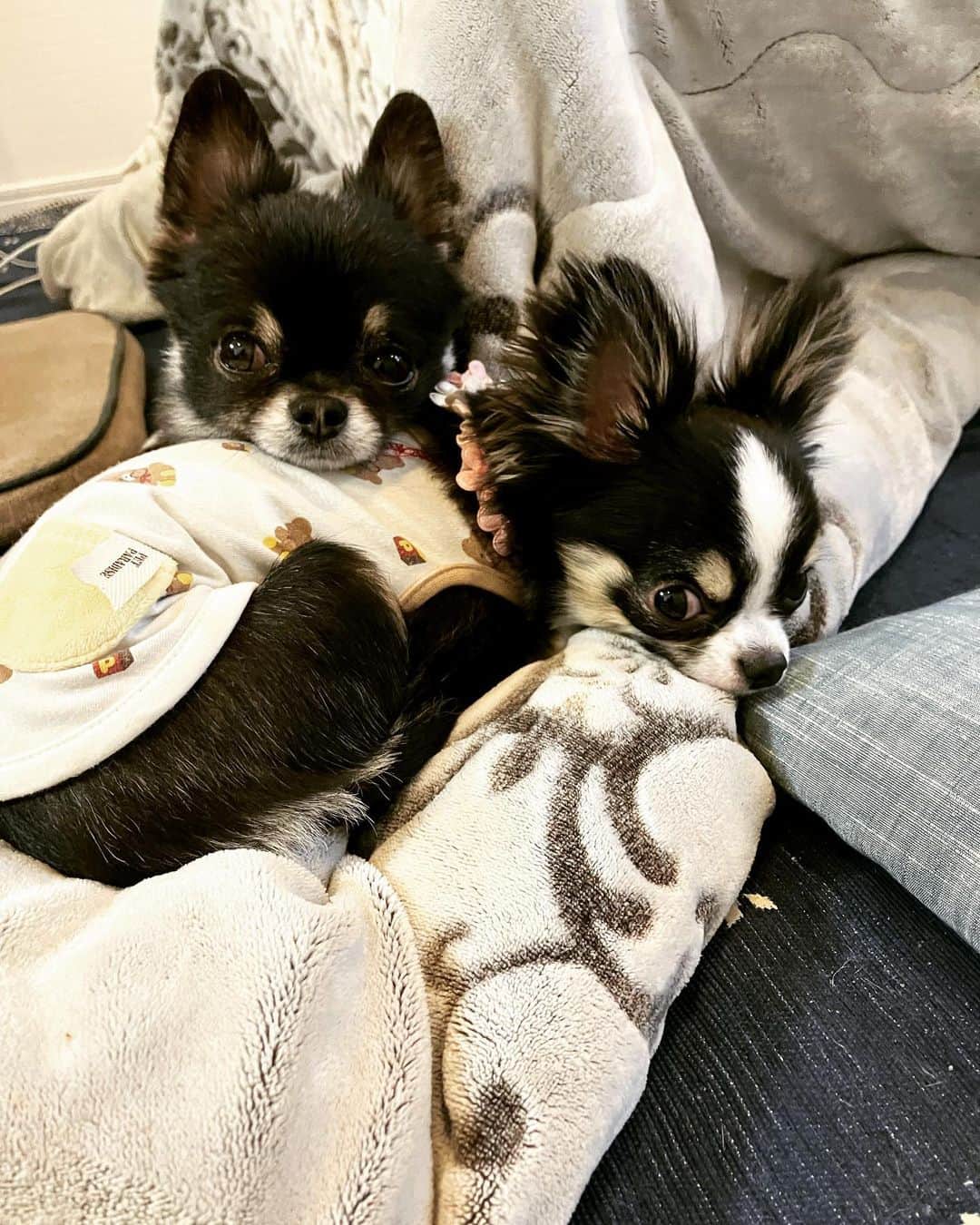 HIROSHIのインスタグラム：「わらころさん♪ かわええな😍」