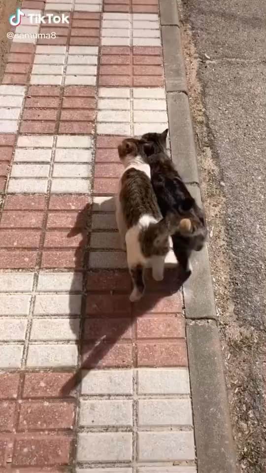 Cute Pets Dogs Catsのインスタグラム
