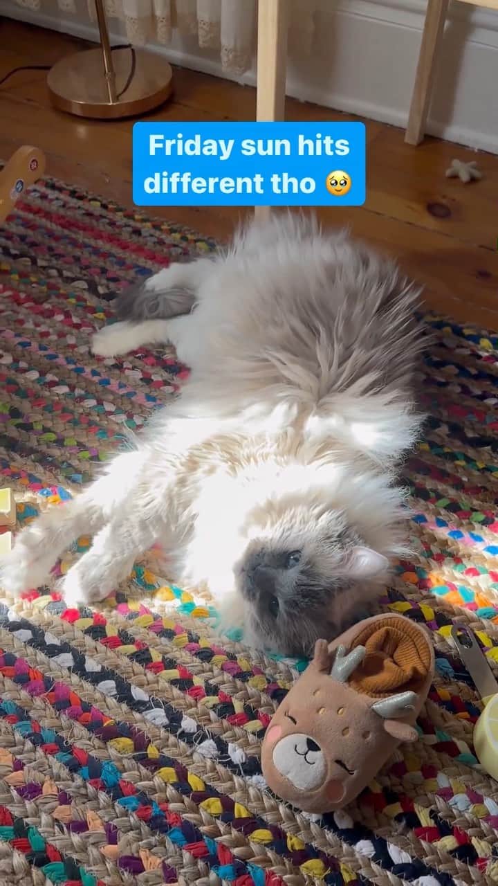 Fresh Stepのインスタグラム：「May your weekend be full of soft tummies and sunshine 🤗  Vid courtesy of @thatnorthernsound   #catsofinstagram #CatLover #CatLife #CatoftheDay #LoveCats #HappyCat #freshstep #freshsteplitter」