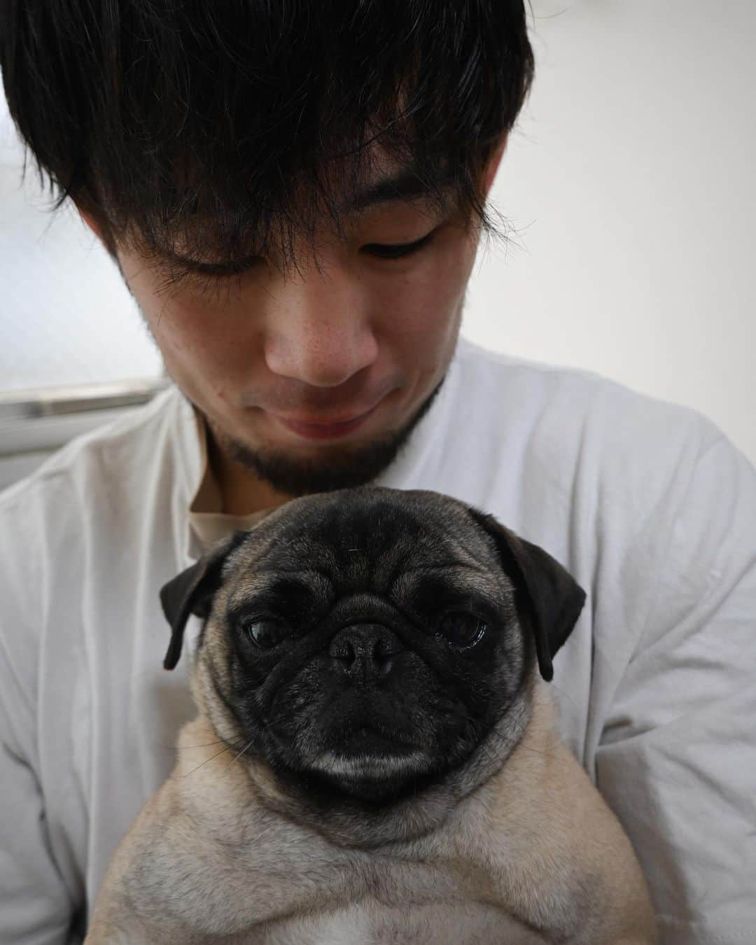 高須将大のインスタグラム：「最近のうめこ  #パグ #ブサかわ #保護犬 #犬のいる暮らし #いぬすたぐらむ #犬好きな人と繋がりたい #犬バカ部 #ふわもこ部 #犬のいる生活 #いぬのきもち #pecoいぬ部 #サンデイ #puppy #dogstagram #dogoftheday #doglover #doglife」