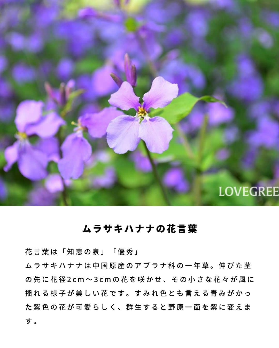 LOVEGREEN -植物と暮らしを豊かに。さんのインスタグラム写真 - (LOVEGREEN -植物と暮らしを豊かに。Instagram)「. ムラサキハナナ（オオアラセイトウ）の花言葉をご紹介🌱 . ムラサキハナナの花言葉は「知恵の泉」「優秀」 . ムラサキハナナは伸びた茎の先に花径2cm～3cmの花を咲かせ、その小さな花々が風に揺れる様子が美しい花です💐 . すみれ色とも言える青みがかった紫色の花が可愛らしく、群生すると野原一面を紫に変えます。 . #ムラサキハナナ #オオアラセイトウ #花言葉 #紫の花 #花 #植物 #植物が好き #植物のある暮らし」4月14日 21時00分 - lovegreen_official