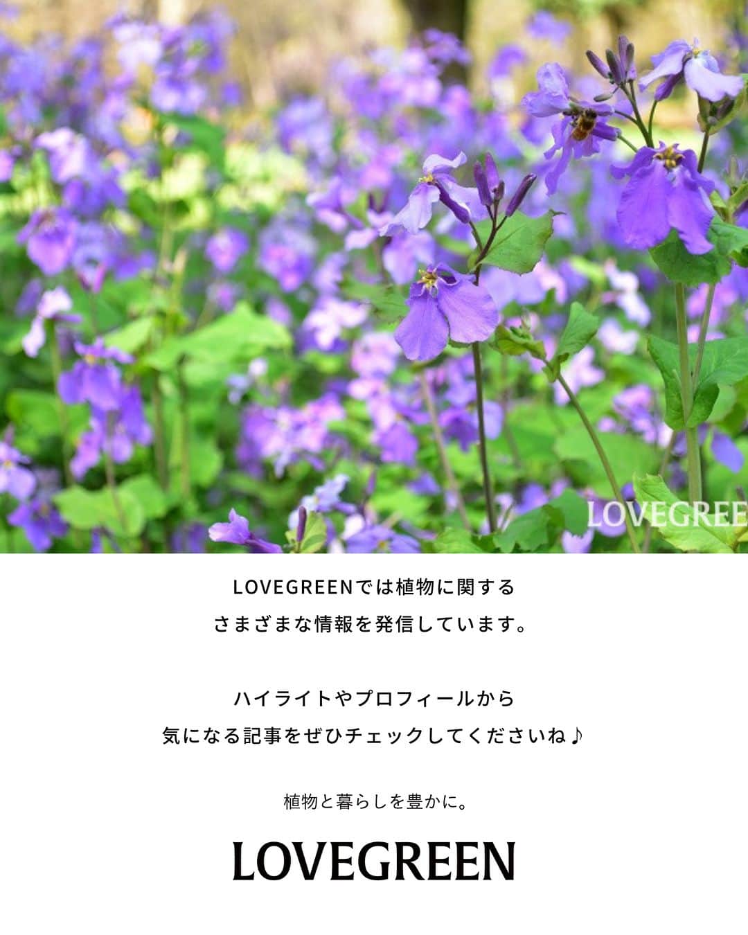 LOVEGREEN -植物と暮らしを豊かに。さんのインスタグラム写真 - (LOVEGREEN -植物と暮らしを豊かに。Instagram)「. ムラサキハナナ（オオアラセイトウ）の花言葉をご紹介🌱 . ムラサキハナナの花言葉は「知恵の泉」「優秀」 . ムラサキハナナは伸びた茎の先に花径2cm～3cmの花を咲かせ、その小さな花々が風に揺れる様子が美しい花です💐 . すみれ色とも言える青みがかった紫色の花が可愛らしく、群生すると野原一面を紫に変えます。 . #ムラサキハナナ #オオアラセイトウ #花言葉 #紫の花 #花 #植物 #植物が好き #植物のある暮らし」4月14日 21時00分 - lovegreen_official