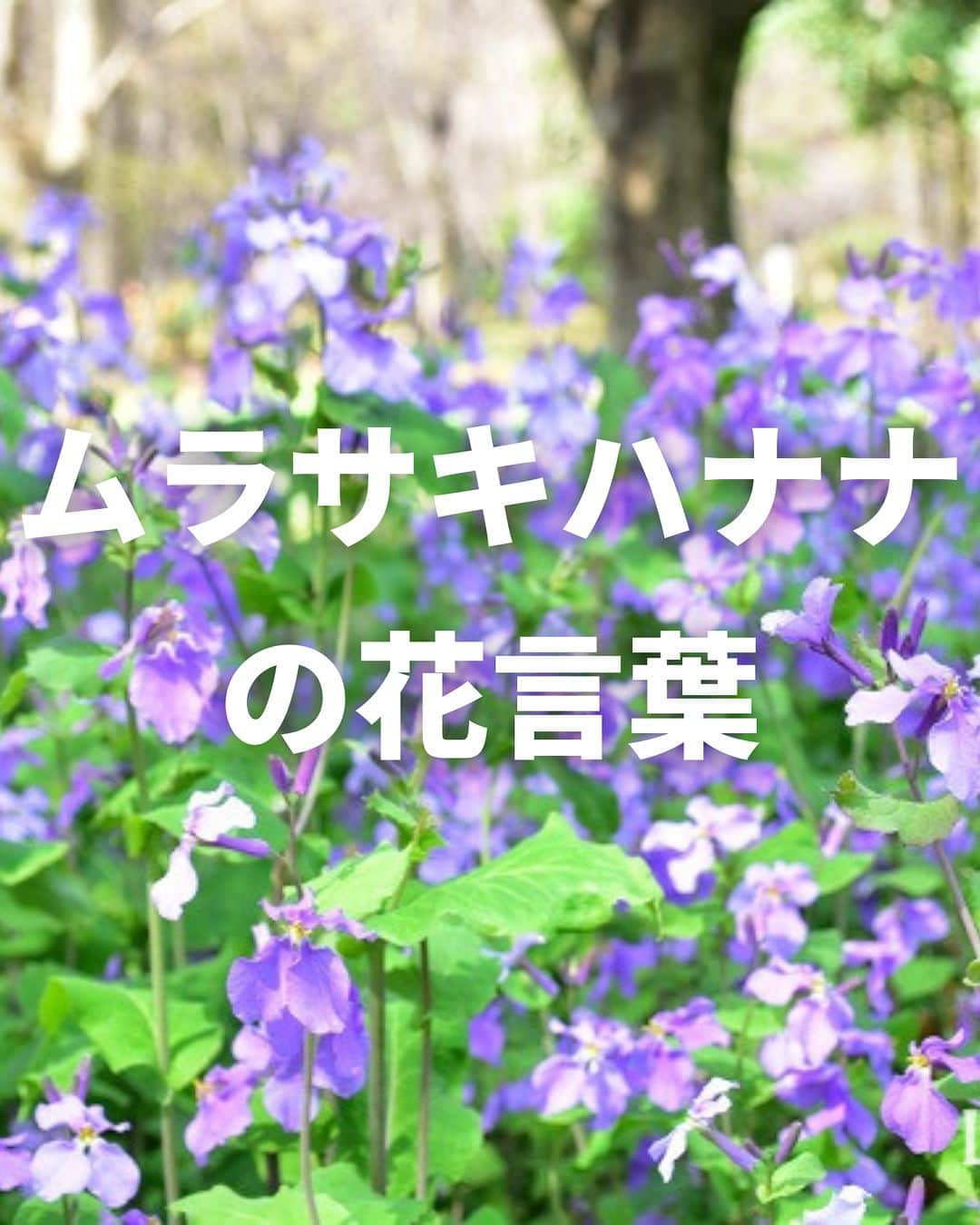 LOVEGREEN -植物と暮らしを豊かに。のインスタグラム：「. ムラサキハナナ（オオアラセイトウ）の花言葉をご紹介🌱 . ムラサキハナナの花言葉は「知恵の泉」「優秀」 . ムラサキハナナは伸びた茎の先に花径2cm～3cmの花を咲かせ、その小さな花々が風に揺れる様子が美しい花です💐 . すみれ色とも言える青みがかった紫色の花が可愛らしく、群生すると野原一面を紫に変えます。 . #ムラサキハナナ #オオアラセイトウ #花言葉 #紫の花 #花 #植物 #植物が好き #植物のある暮らし」