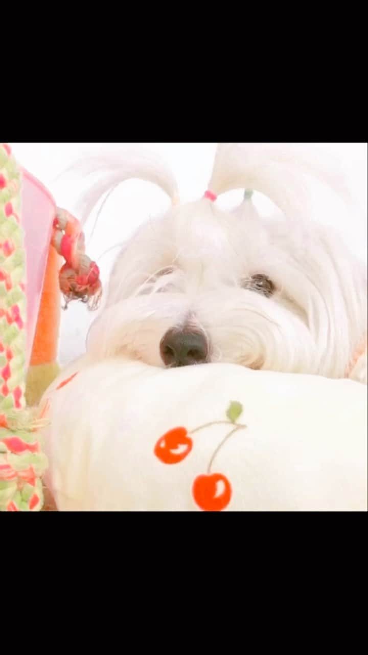 チョンダヨン（Jungdayeon）のインスタグラム：「KERO🍒🍒🍒 #chrryhouse#애착하는#KERO#puppylove」