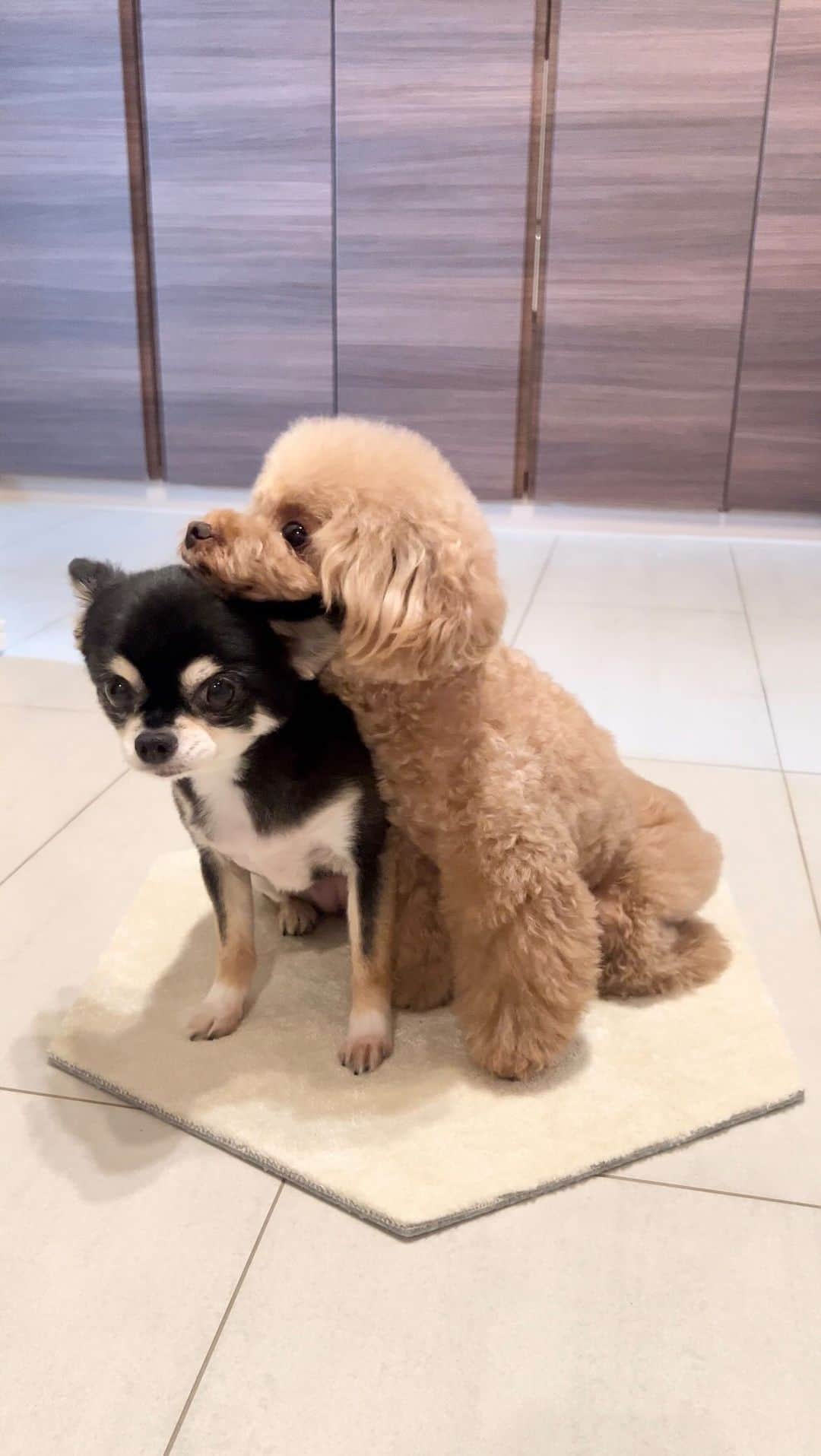 ショコラ❤︎あずき❤︎パンナのインスタグラム：「お姉ちゃん、待っててね！☺️  気になるシーンがあったら教えてください😅  #あごのせ #トイプードル #チワワ #犬 #わんこ #犬のいる暮らし #toypoodle #chihuahua #dog #instadog #cutedog #あずしょこぱん #ハンナ」