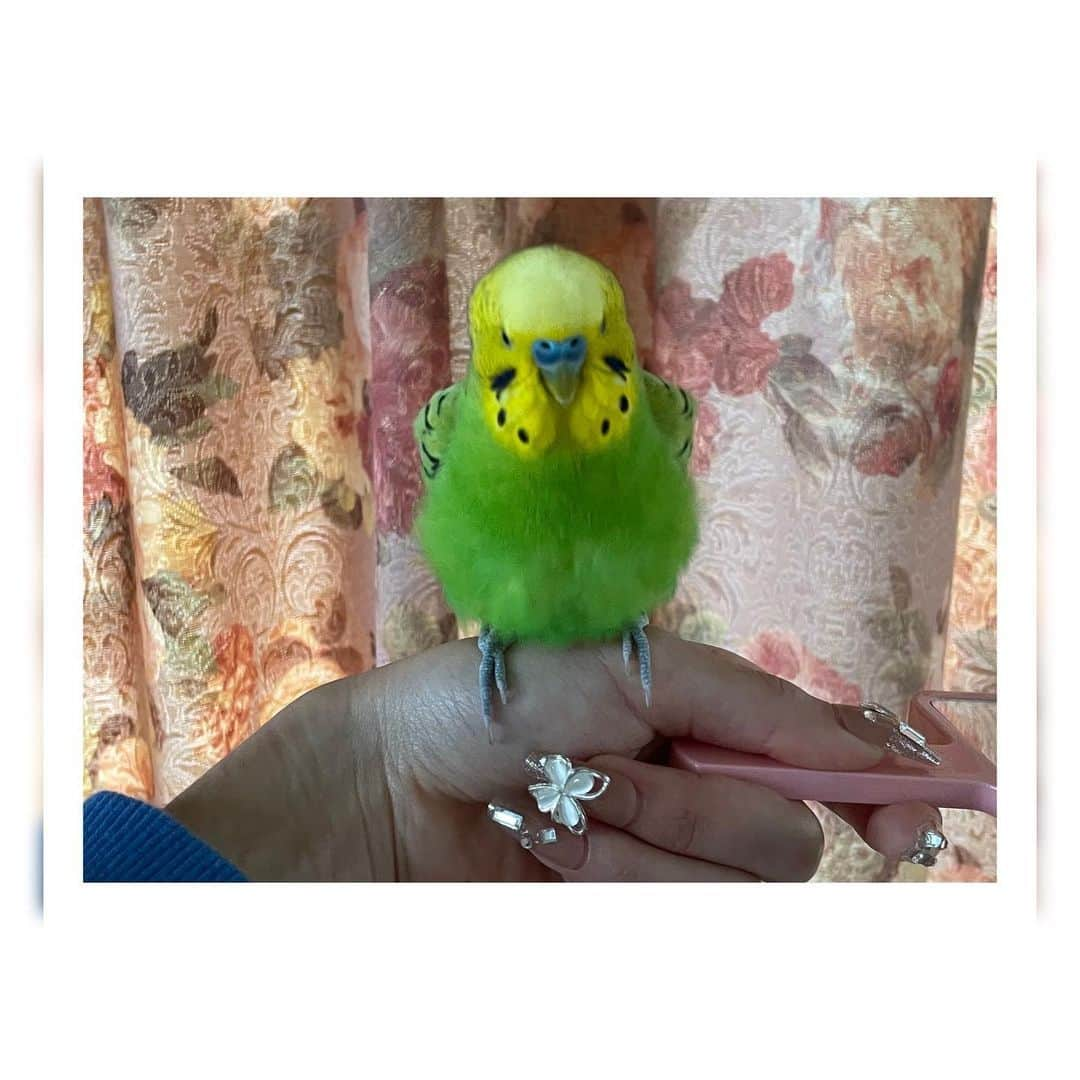 稲葉るりさんのインスタグラム写真 - (稲葉るりInstagram)「ばじーるくんとぺぺくん💚🦜💙  #インコ　#セキセイインコ　#せきせいいんこ」4月14日 21時19分 - make_up_yuka