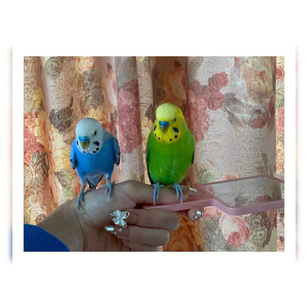 のインスタグラム：「ばじーるくんとぺぺくん💚🦜💙  #インコ　#セキセイインコ　#せきせいいんこ」