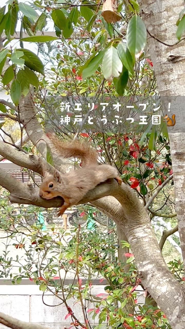 きなこのインスタグラム：「新しくオープンしたリスの森に行きたくて、神戸どうぶつ王国に遊びに行ってきました☺️ 小さな森の中でリスが放し飼いにされていて、「どこにいるかなー？ここかなー？」と探しながら歩くのが楽しかった♩ 息子と一緒に4匹見つけられたけど、本当は9匹いるらしい👀 リスたち、朝と夕方が一番活発に動いて顔を見せてくれるみたいなので、朝イチに行くのがオススメです🐿  どんな天候でも楽しめる神戸どうぶつ王国♩人気のコーナーは整理券制になってます🐰 ブログで混雑状況など詳細書いてます🙌」