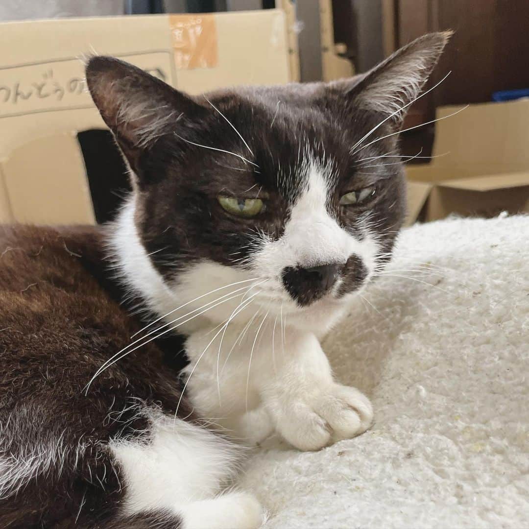 もじゃころさんのインスタグラム写真 - (もじゃころInstagram)「アゴから手ェ生えてる…  表情も含めて1億点😂   #シン考える人 #チョッチュ具志コロペッペ」4月14日 21時20分 - mojyacoro96