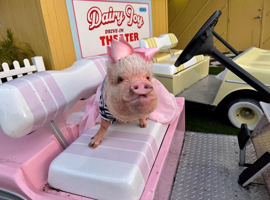 Priscilla and Poppletonさんのインスタグラム写真 - (Priscilla and PoppletonInstagram)「Happy Friday! Posey and I found the cutest ice-cream shop with a little drive-in theater over the weekend. They even had non-dairy shakes and snow cones. We are ready to go back. Who wants to take us there on a date?🐷💗🍧 #prisdyandposey #dairyjoy #veganicecream #stpetersburg #prissyandpop」4月14日 21時19分 - prissy_pig
