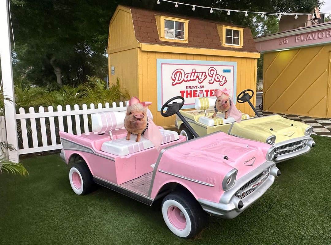 Priscilla and Poppletonさんのインスタグラム写真 - (Priscilla and PoppletonInstagram)「Happy Friday! Posey and I found the cutest ice-cream shop with a little drive-in theater over the weekend. They even had non-dairy shakes and snow cones. We are ready to go back. Who wants to take us there on a date?🐷💗🍧 #prisdyandposey #dairyjoy #veganicecream #stpetersburg #prissyandpop」4月14日 21時19分 - prissy_pig