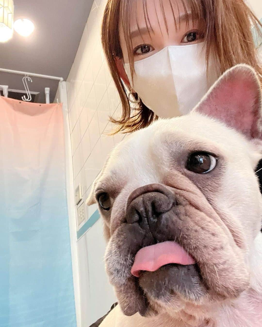 kaori sugiyamaのインスタグラム：「* * 昨日はベルをシャンプーに預けている間、久しぶりに保護犬猫カフェにお邪魔しました @dogrescue_anella @anella_cafe  * みんな可愛すぎる!!😍 * 積極的にお膝に乗ってきてくれる子もたくさんいてメロメロ😍 * シャンプー頑張ったベルには大好きな『わんにゃんマグロ』をお土産に🐟 * 今まで頑張ってきたみんなが幸せになりますように♡♡♡ * #保護犬 #保護猫 #フレンチブルドッグ #トイプードル #ビションフリーゼ #ヨークシャテリア #アネラカフェ #anellacafe」