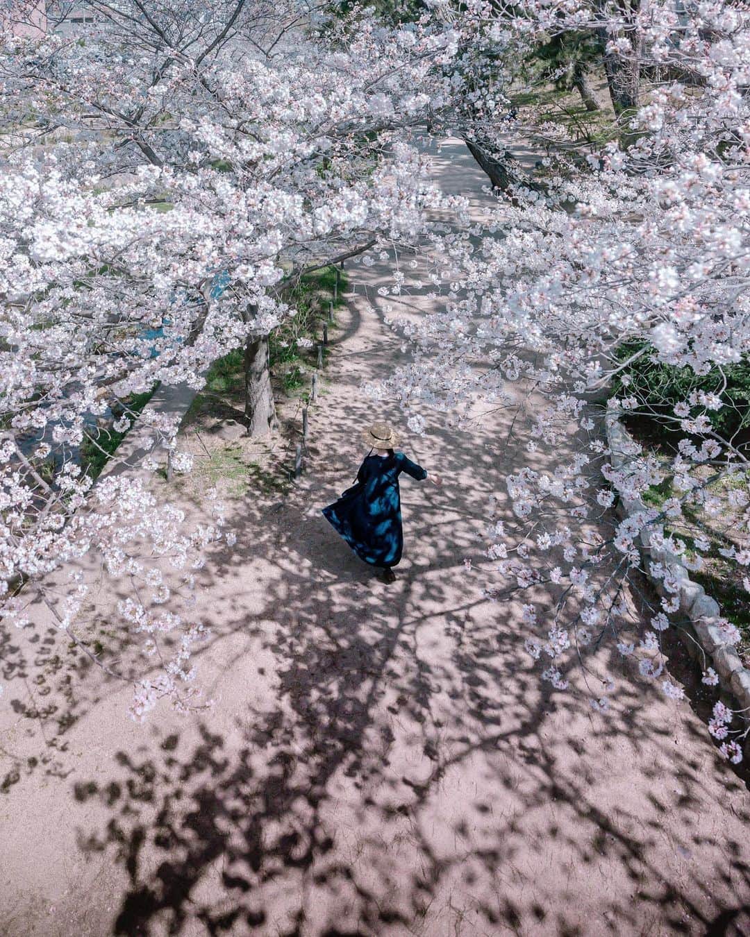 shinichi38のインスタグラム：「⁡ Sakura trace 🌸」